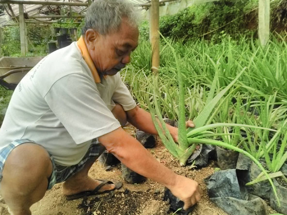 Manfaat arang dalam tanaman dan sawah