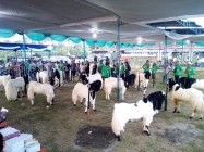 Tips memilih kambing ternak dan…