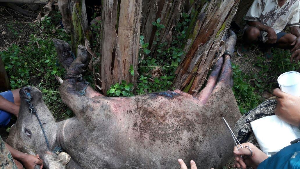 Bantul di kisruh dengan bom rakitan kaki kerbau kena letusan 