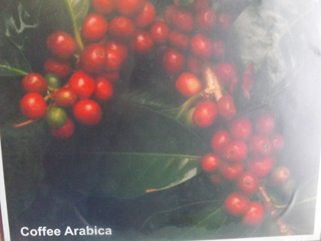 Apa Kopi luwak Itu  ?