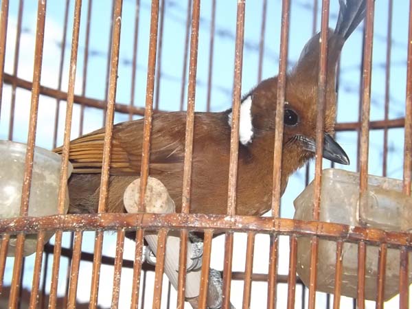 Burung import cililin langka harganya tinggi capai 2 jutaan
