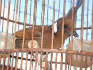 Burung import cililin langka harganya…
