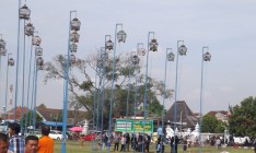 Lomba Burung Derkuku Banyak Di…