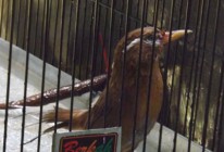 Burung Berkicau Wambie Kicauannya…