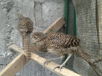 Ayam tibet  bisa di kembangkan harga jarang turun' peternak  bisa rutin untung