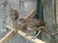 Ayam tibet bisa di kembangkan harga…