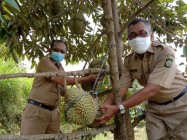 Panewu Girimulyo Panen Durian Varites…