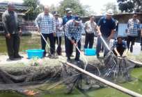 Bupati Sleman Panen Mina Ikan Bersama…