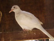 Bisnis burung Perkutut Bisa Menjadi…