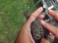 Burung perkutut mau sehat maka…