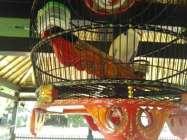 Nich suara burung puter yang enak…
