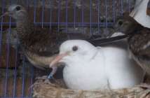Asiknya burung puter bisa asah…