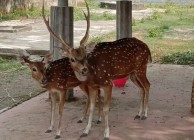 Mini Zoo Sleman tambah koleksi…