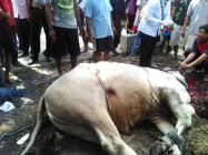 Warga Bodowaluh Pundong Bantul…