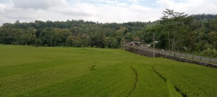 Waow Panorama Hamparan Sawah Sebelum…
