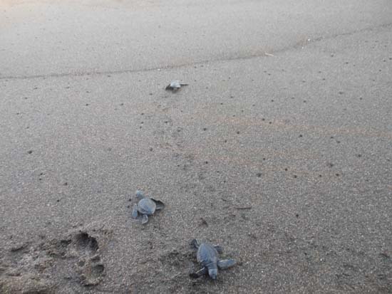 Tukik Tukik Lucu di Lepas di Pantai Selatan Bantul