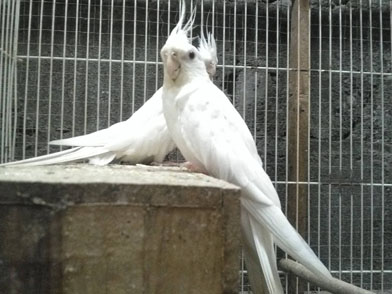 Burung  berkicau valg berjambul bisa menghibur hati