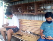 Usaha Breeding Burung Perkutut…