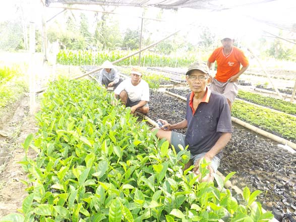 Tambal Sulam Proyek Pembibitan Tukijo Pundong Bantul Gerakan Gapoktan"