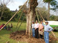 Fu Qing Sumbang Pohon Bodhi Ke…