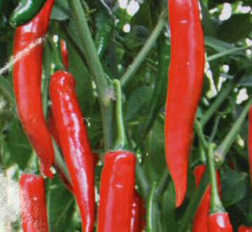 Mahalnya Harga Cabe Membikin Ngiler Cabe Siap di  Panen Ludes 