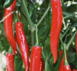 Mahalnya Harga Cabe Membikin Ngiler…