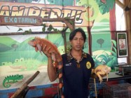 Perbedaan Iguana Jantan dan Betina…