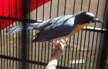 Suara kicauan burung tledekan nyaring…