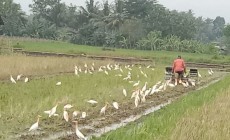 ASYIKNYA MEMBAJAK SAWAH DI TEMANI…