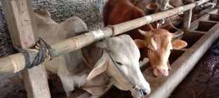 Sapi sehat tidak kena Penyakit…