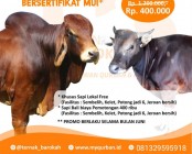 Film pendek cari hewan qurban viral…