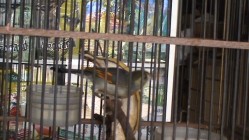 Burung Robin Sebagai Burung Penghiias…