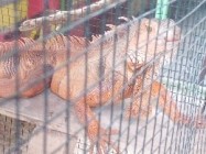 Nich Warna Warni Jenis Iguana ‘Ada…