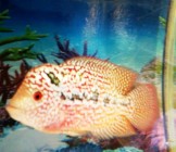 Tips Breeding Ikan Hias Louhan…