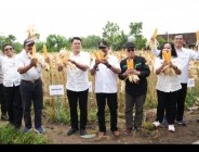 Panen Jagung Kelompok Tani Ngudi…