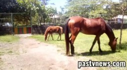 Masa Pandemi Mini Zoo Sleman Buka…