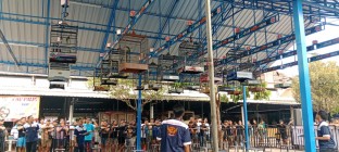 Burung Jawara Murai Batu Berkualiutas Nasional Bisa Tembus Harganya Milyaran 