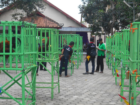 Ratusan Ayam Pelung Dalam Kidung Istimewa Cup II