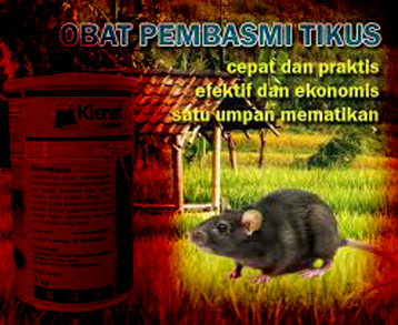 Tikus Mengamuk Dinas Pertanian Gunungkidul Gencar Berikan Bantuan Obat 