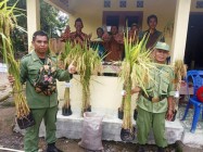 Bawang Merah Varietes Super Filhip…