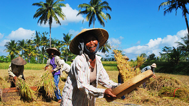 Bulog Gunungkidul Beli Gabah Milik Petani Penyerapannya Rendah