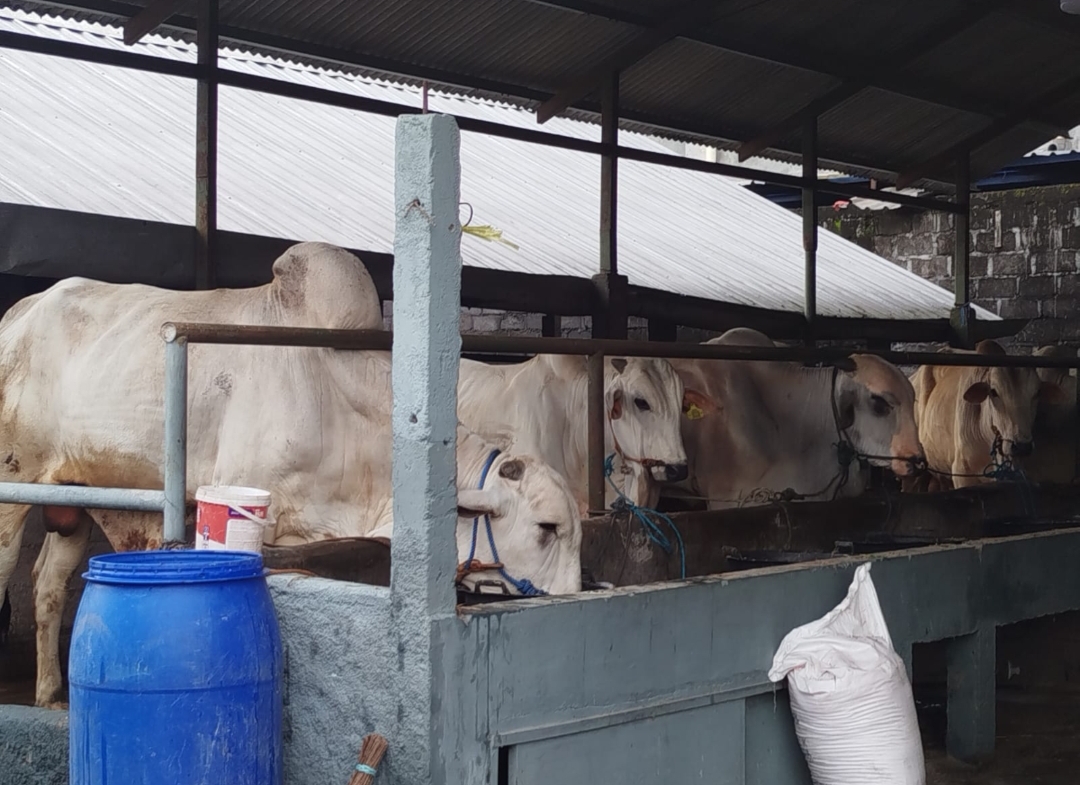 Stok Hewan Kurban di Sleman Melimpah, Dipastikan Dalam Kondisi Aman 