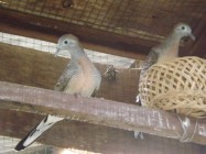 Perkutut burung kebanggaan warga…