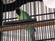 Burung cucak hijau diburu untuk…