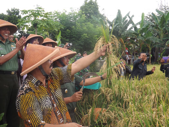 Wakil Walikota Jogja Panen Raya Bulak Pilahan Kotagede 