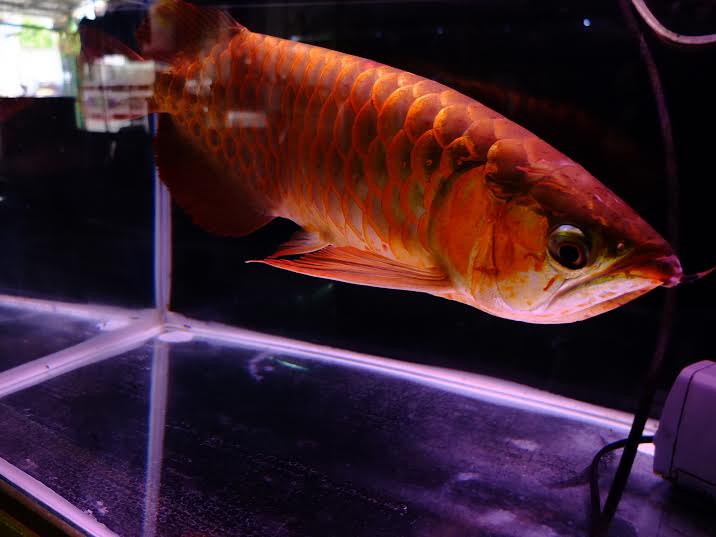 Ikan Arowana Istimewa Ikokoi Aquarium