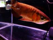 Ikan Arowana Istimewa Ikokoi Aquarium