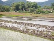 Membajak Sawah Petani Di Temani…