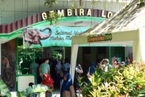 Paha kambing jatah makan harimau…