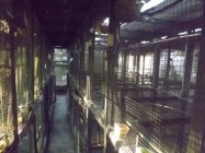 Waspada burung perkutut sudah jadi…